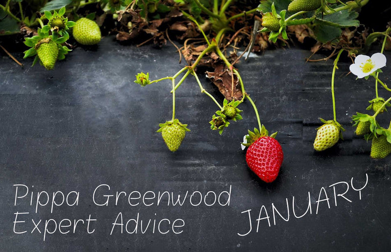 Pippa Greenwood Haxnicks gardening tips for new year January 2021 