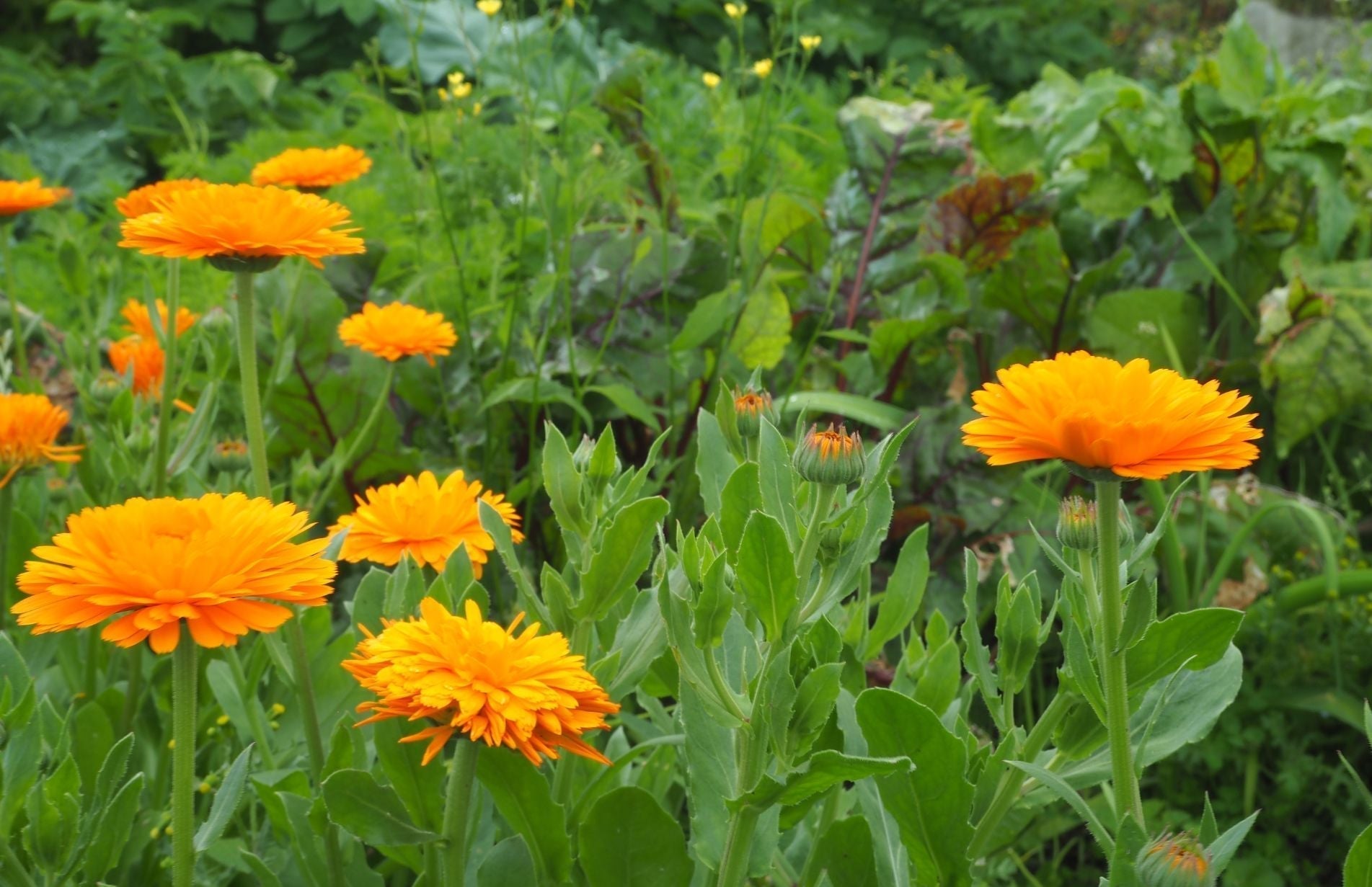 Marigolds great for companion planting - learn how to do companion planting