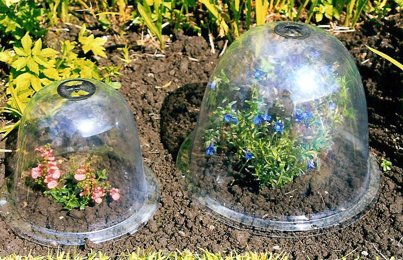 Victorian Bell cloche plant protection from harsh weather and pests