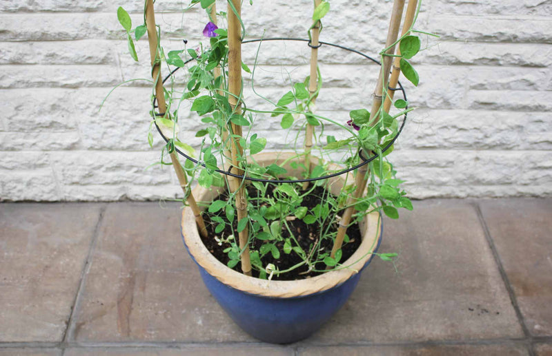 Product Bites: Cane Rings - decorative plant supports