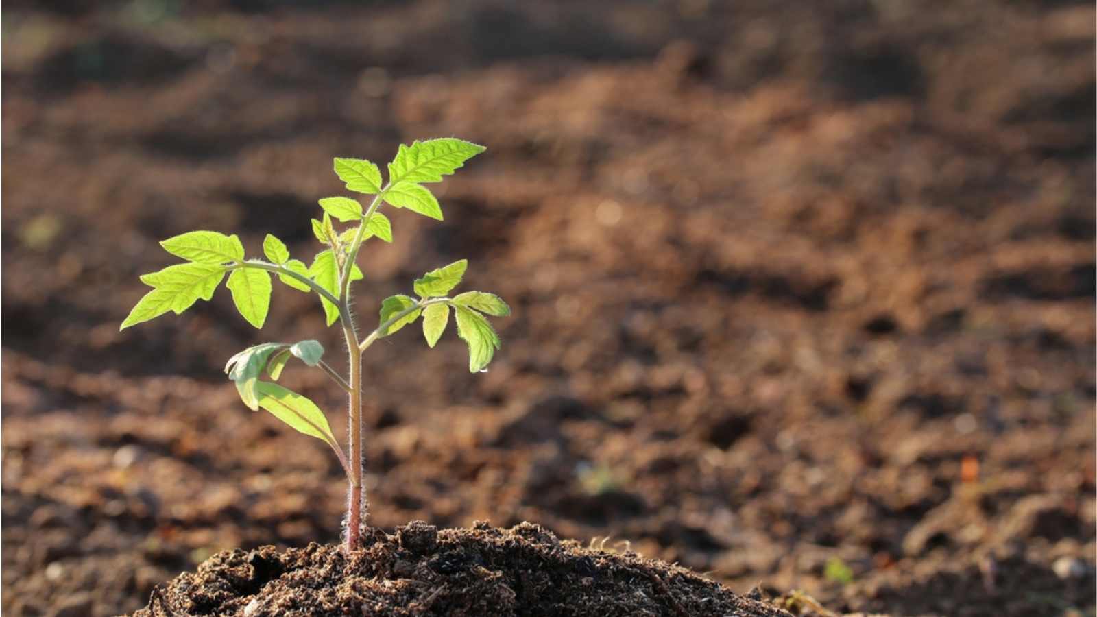 5 Things You Need to Know Before You Plant Tomatoes Outside