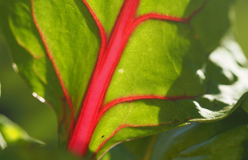 Growing Swiss Chard in the UK: A Gardener's Guide