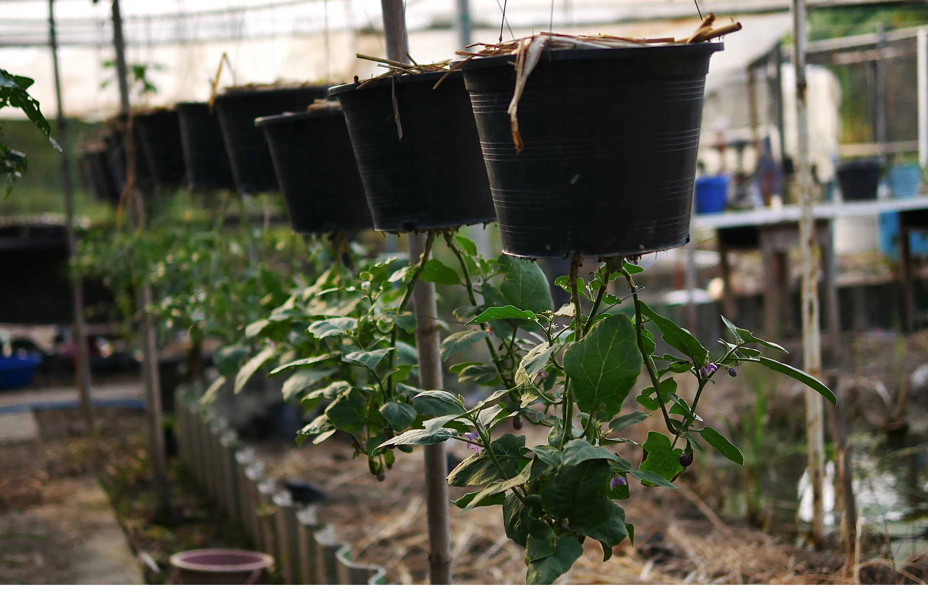 Pros and cons of growing tomato plants upside down