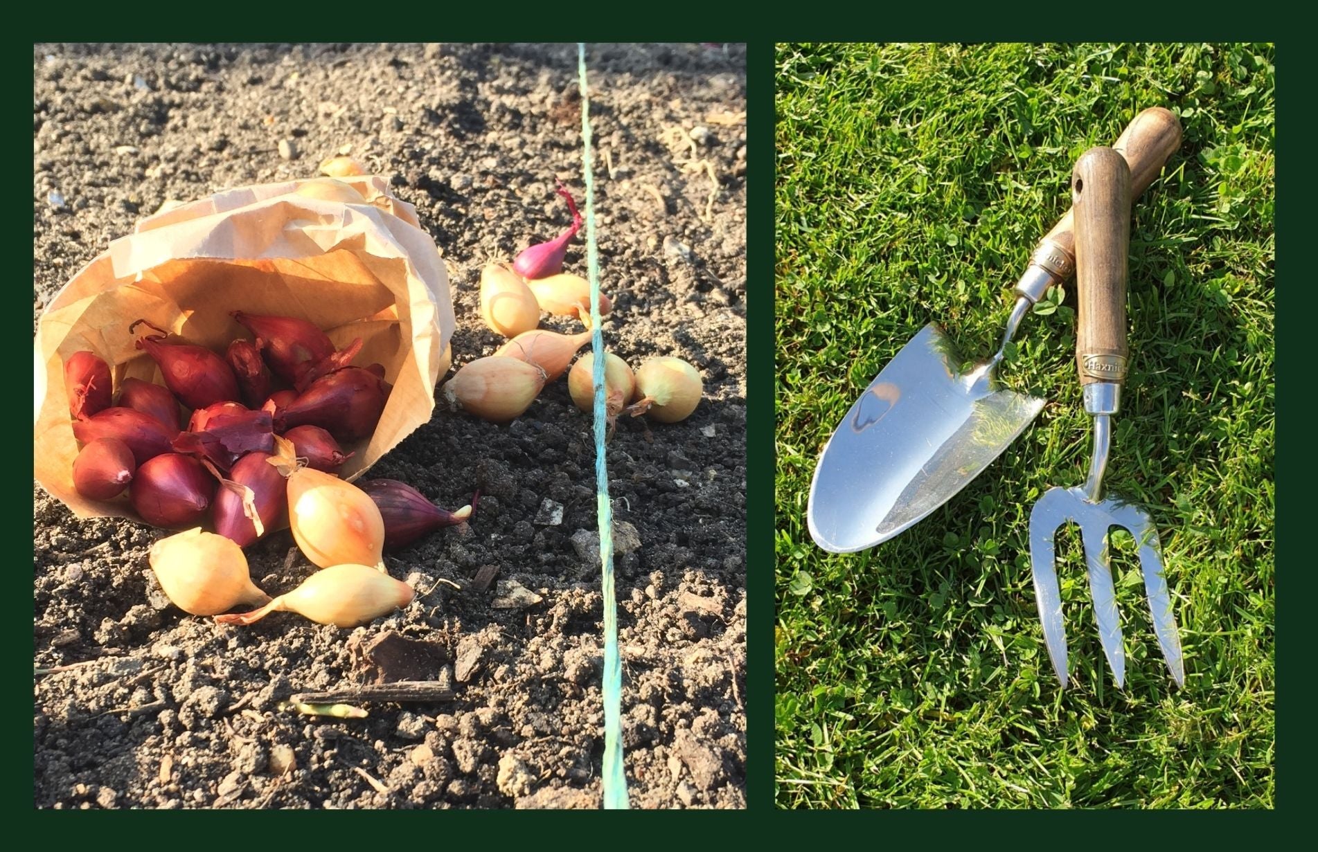 Pippa Greenwood what to plant in February