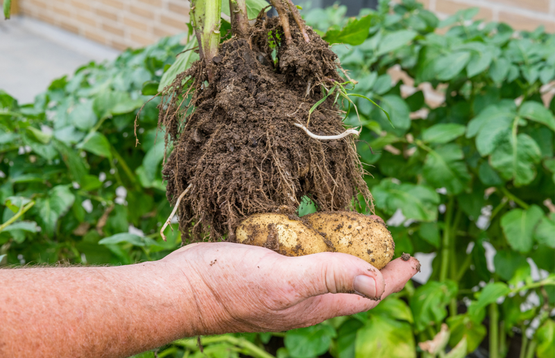 A step by step guide to growing potatoes in containers
