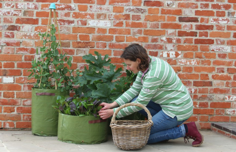 The Answers you need when Starting a Container Garden