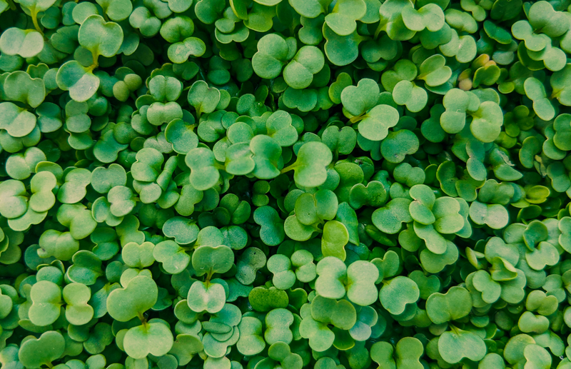 Microgreen Mats: the quick and clean way to grow nutritious little plants