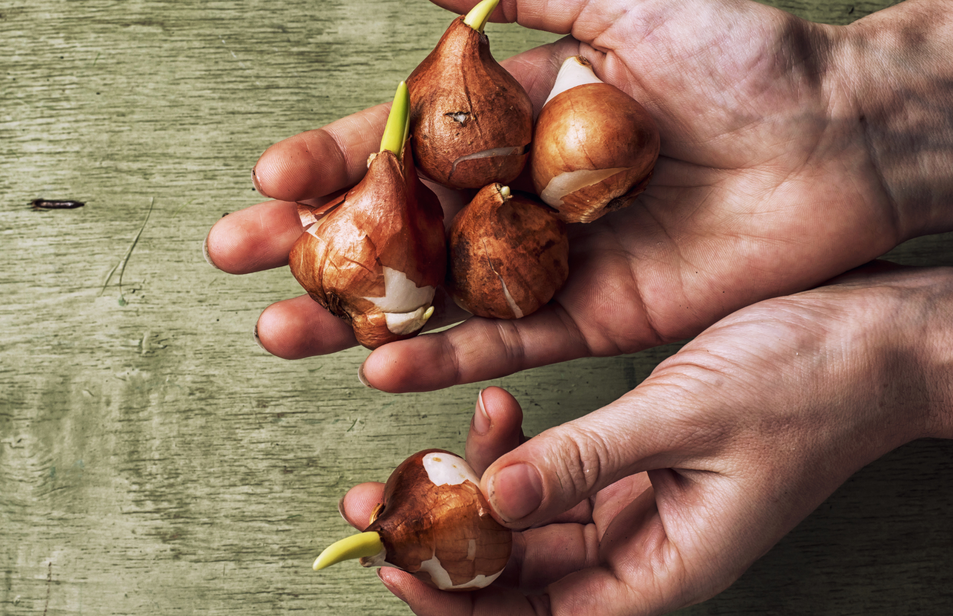 All you need to know about Autumn Container Gardening