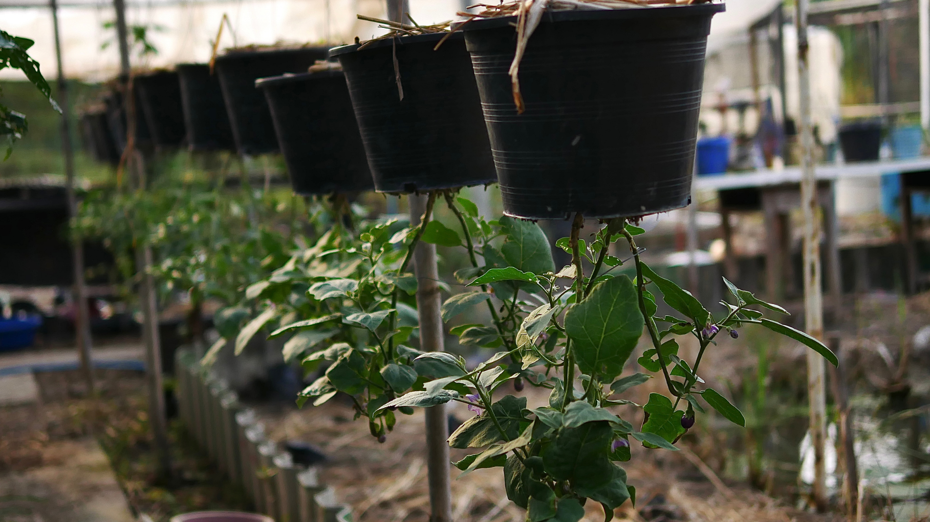Pros and cons of growing tomato plants upside down