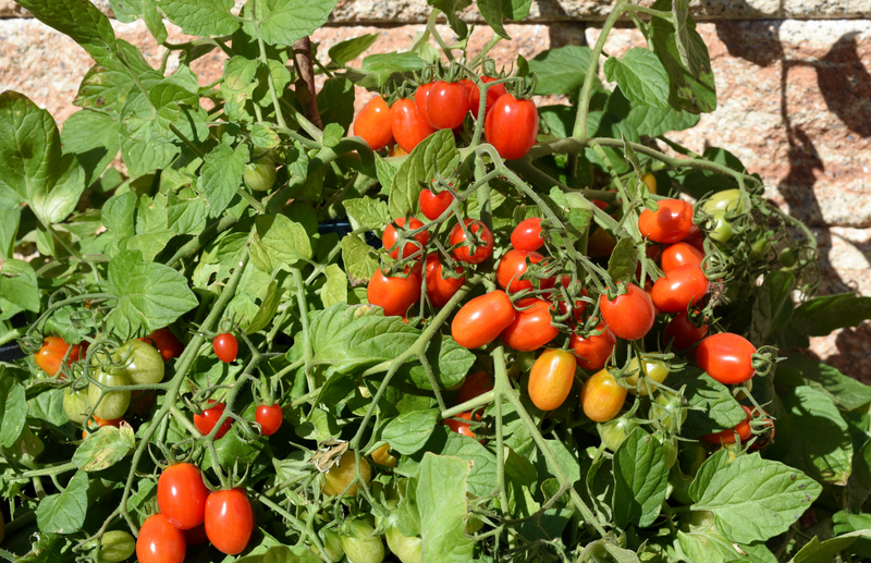 A Guide to Growing tomatoes in pots and planters