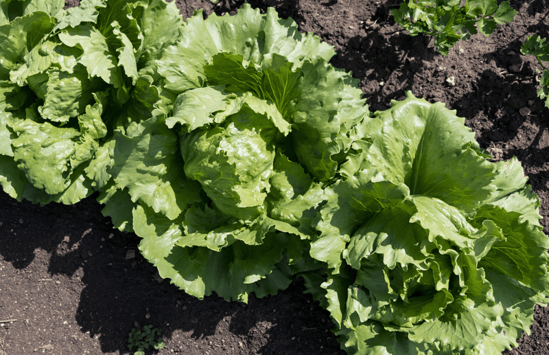 haxnicks- how to grow iceberg lettuce- easy way to grow lettuce-salad growing- ice berg lettuce close up