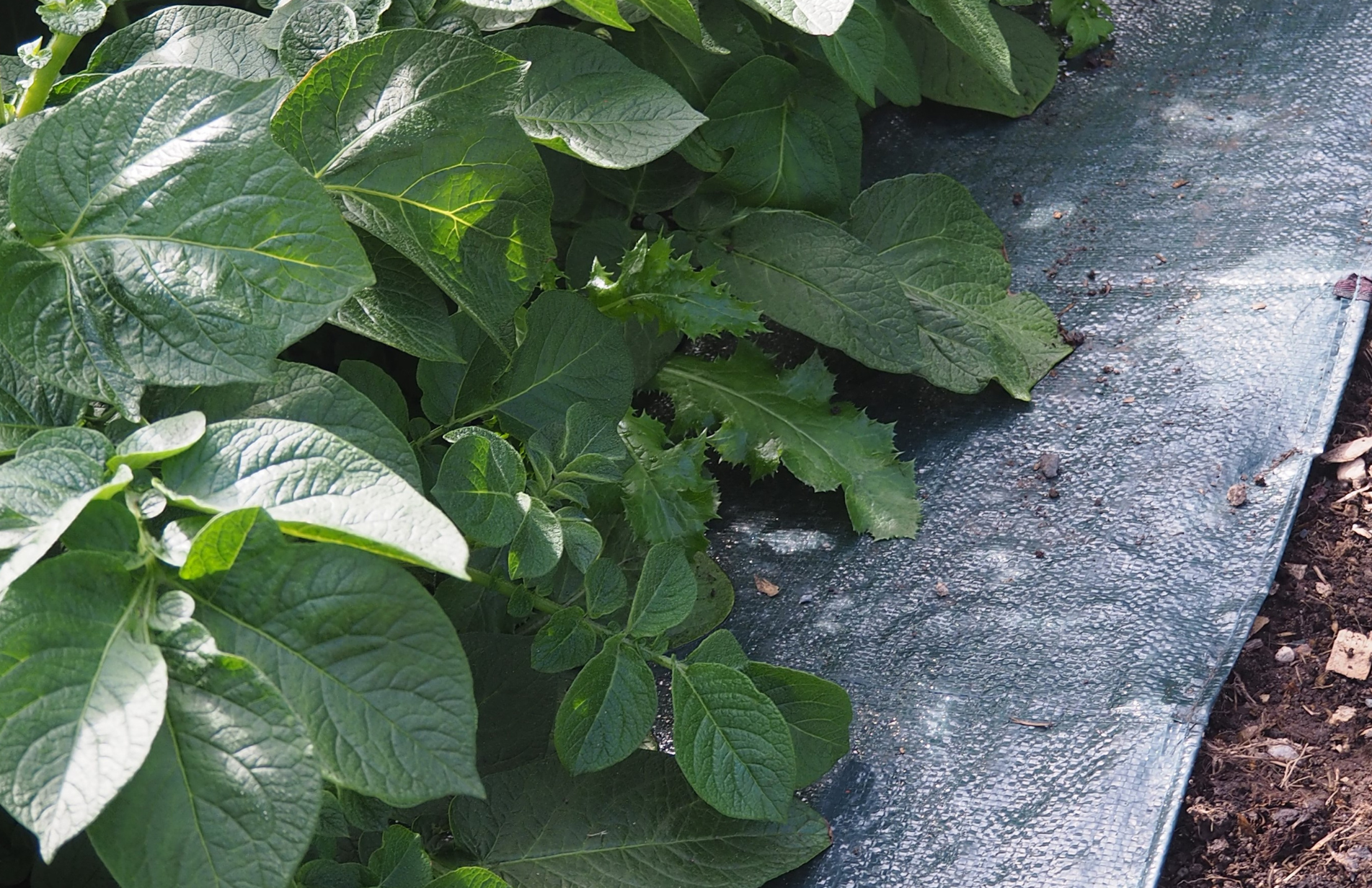 Need a Garden Path? Haxnicks EasyPath is the instant answer!