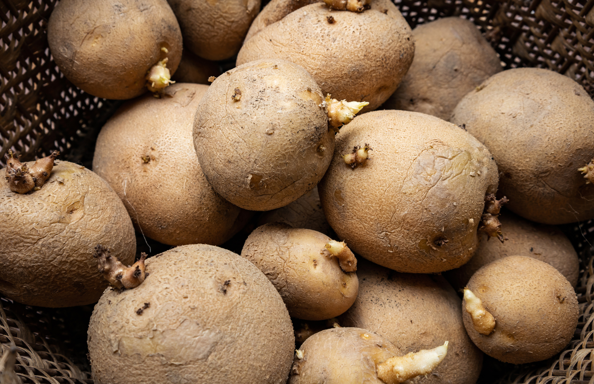 Haxnicks-potato_container_planters- get chitting ready for planting your seed potatoes- how to grow potatoes- potato planters with spuds