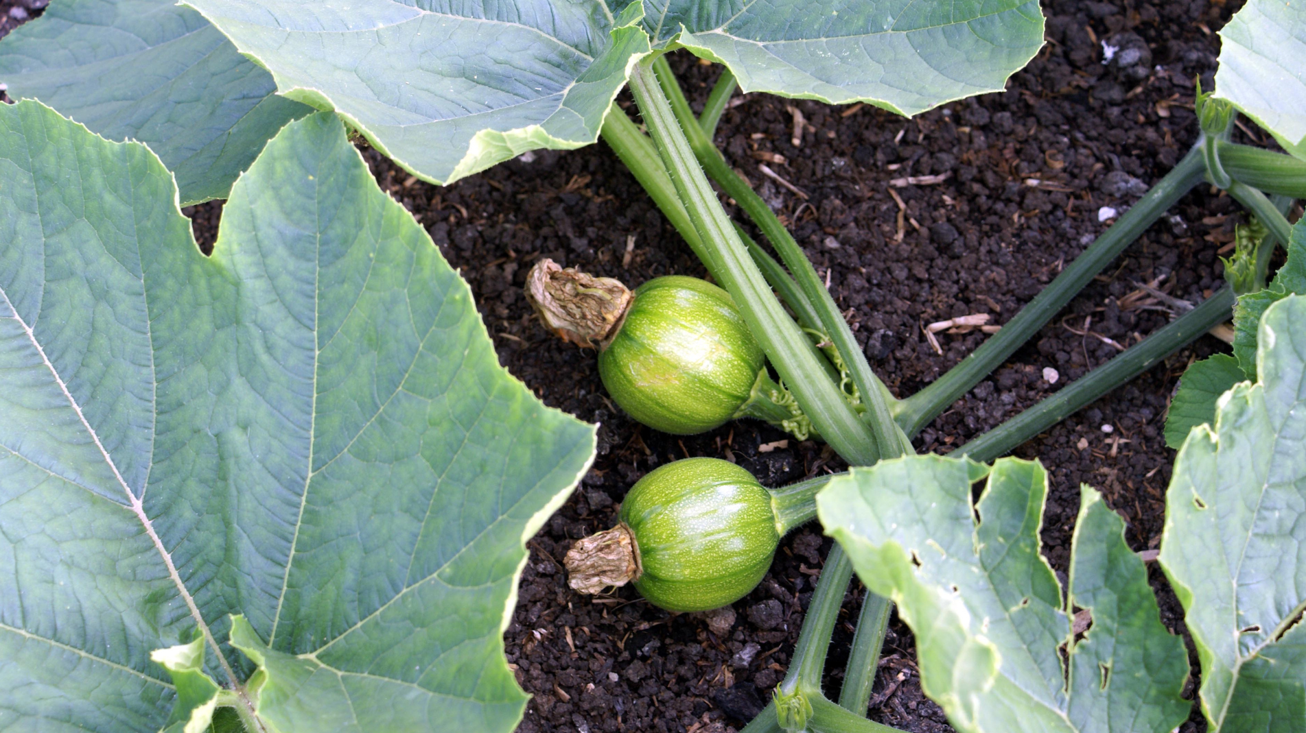 June Planting: Fruit and vegetables to grow in June