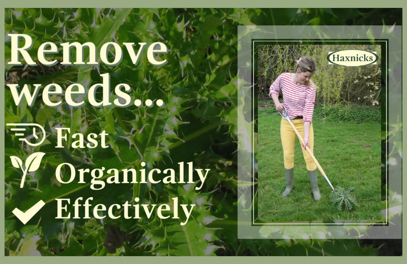 How to kill weeds quickly and organically in large grassy areas