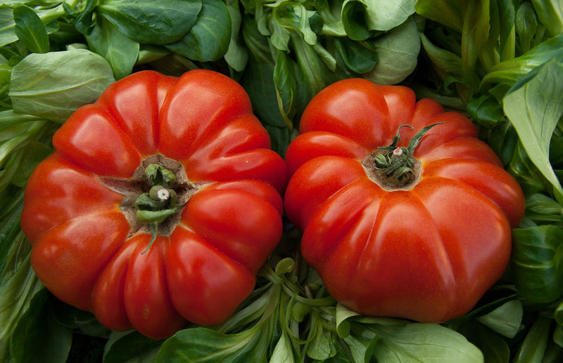 Beef tomatoes grown in Haxnicks Vigoroot