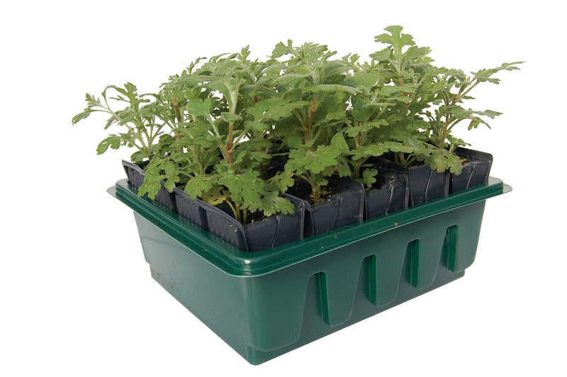 Haxnicks- Compact Rootrainers-container gardening- easy propagation