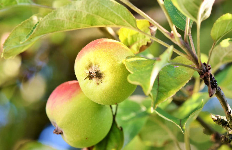 Apples on an apple tree with Haxnicks gardening tips how to grow apples from seed the best way