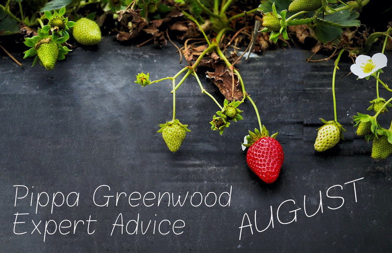 Haxnicks- pippa greenwood gardening advice/tips- gardening guide for salads