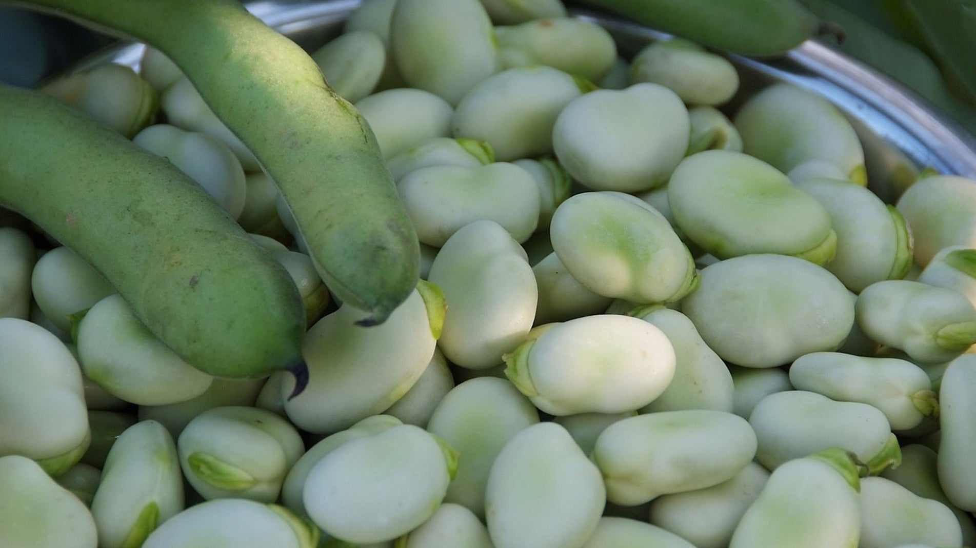 The best way to grow broad beans in Haxnicks Vigoroot pots