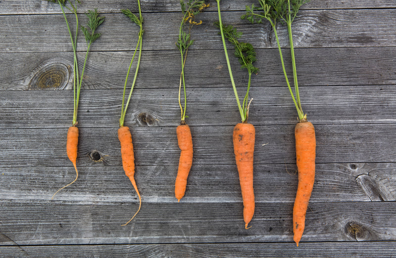 6 Ways to solve your Carrot growing problems