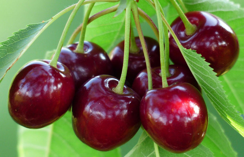 Beginners Guide to growing Cherry Trees