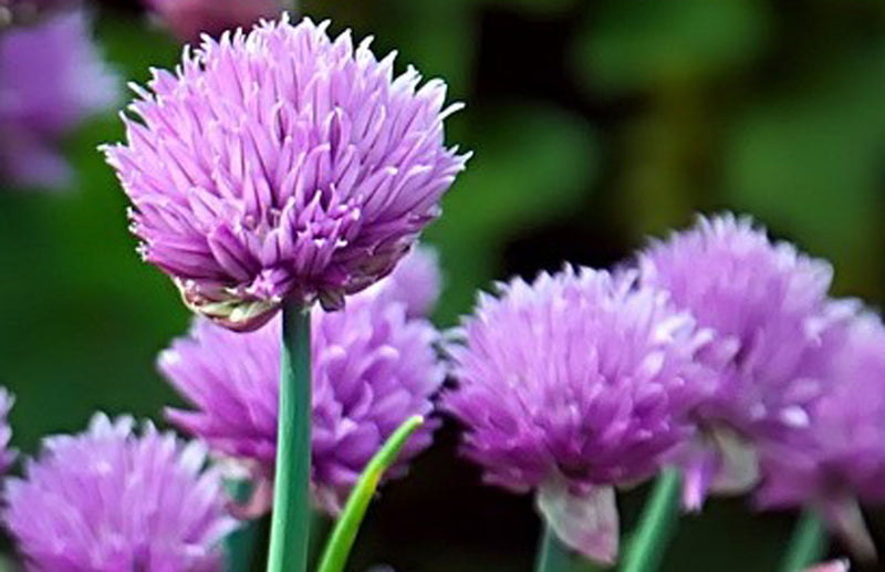Grow at Home how to grow chives the best way 