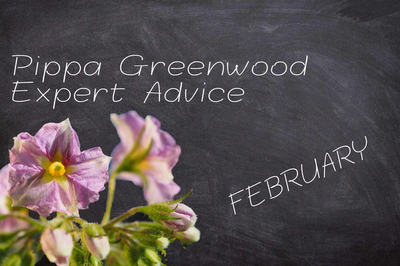 Blackboard with potato flower announcing Pippa Greenwood gardening advice for February