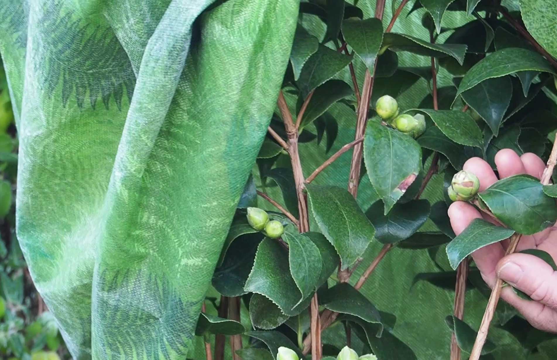 Haxnicks Green fern fleece jacket frost & weather plant protection