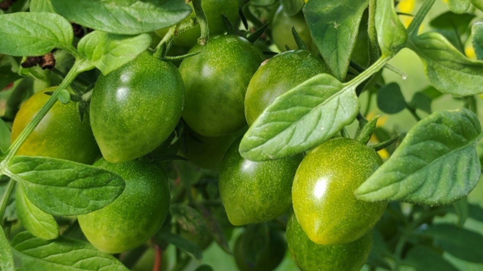Green tomatoes on a tomato plant