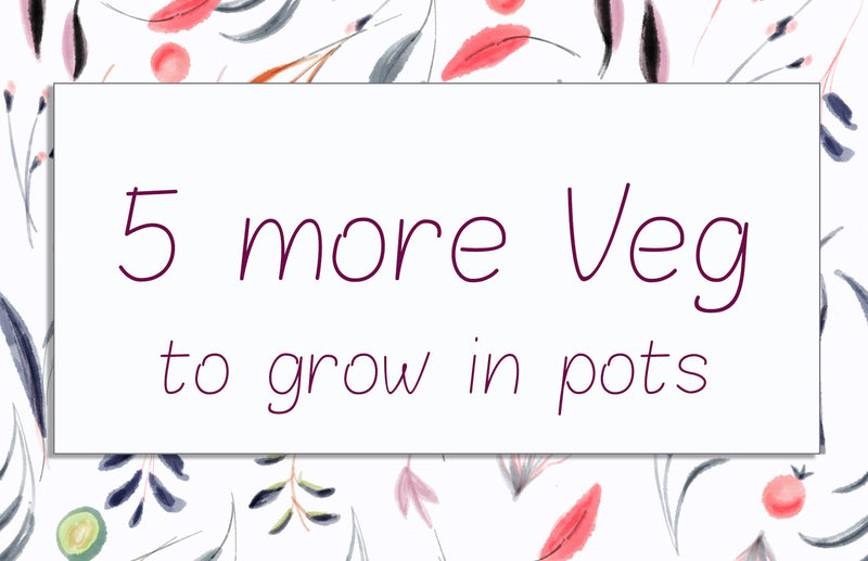 haxnicks- growing tips- grow at home- 5 more veg you can grow at home