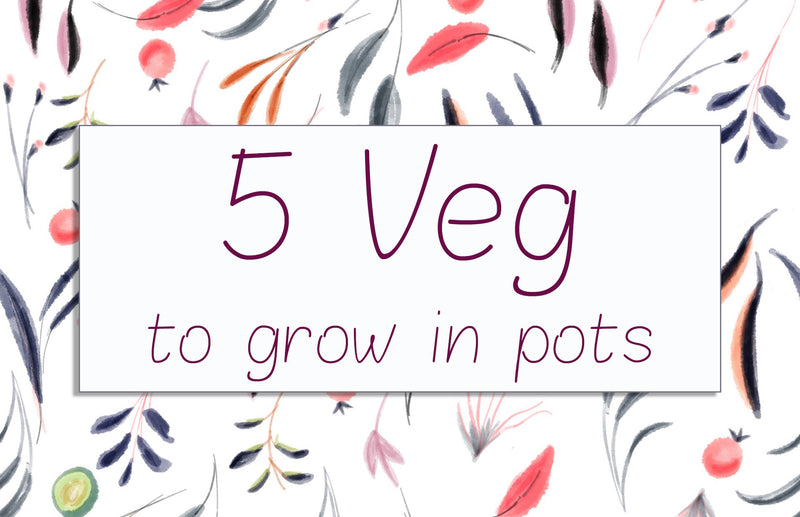 haxnicks- grow at home-growing tips- 5 veg you can easily grow in a pot or planter- urban vegetable growing