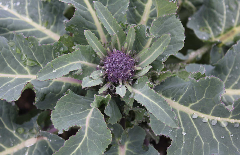 Haxnicks gardening advice how to grow broccoli & calabrese the best way