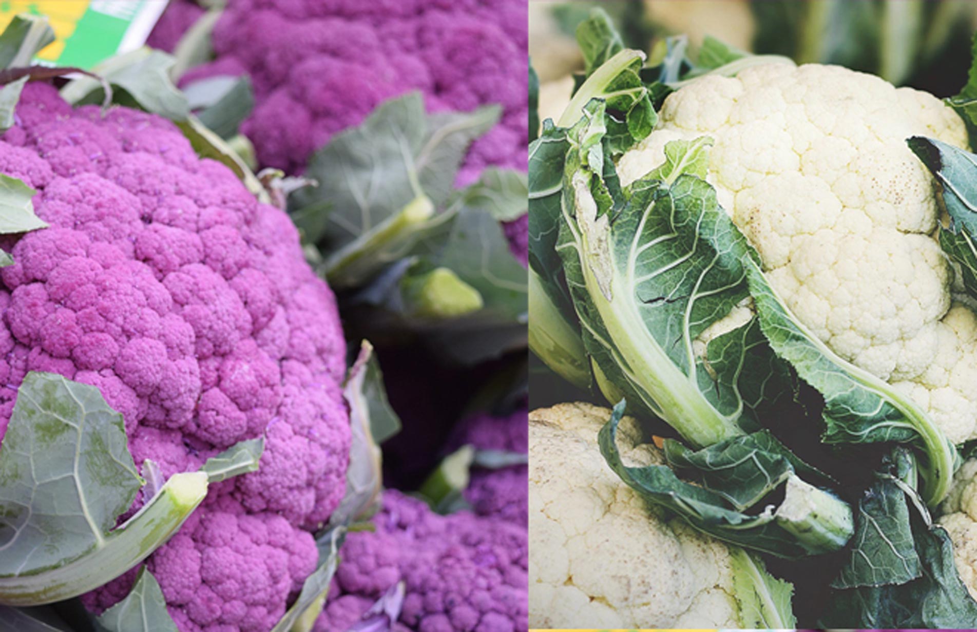 grow at home Cauliflower, how to grow purple cauliflower