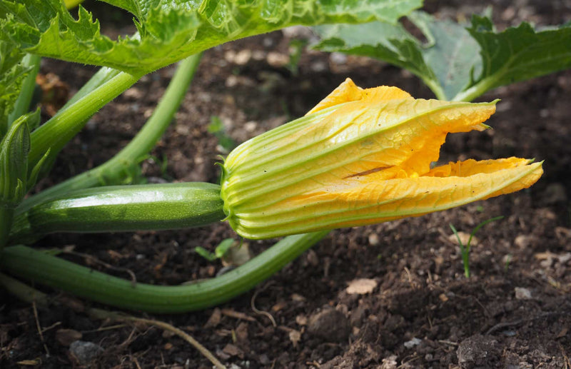 How to grow Courgettes squash & gourds