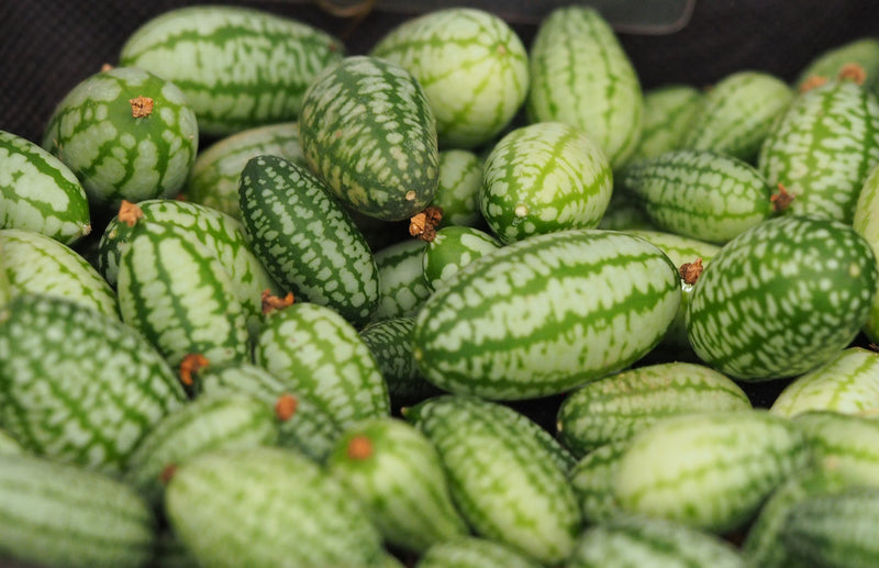 haxnicks- how to grow cucamelon- mini watermelon - Mexican sour gherkin- mouse melon