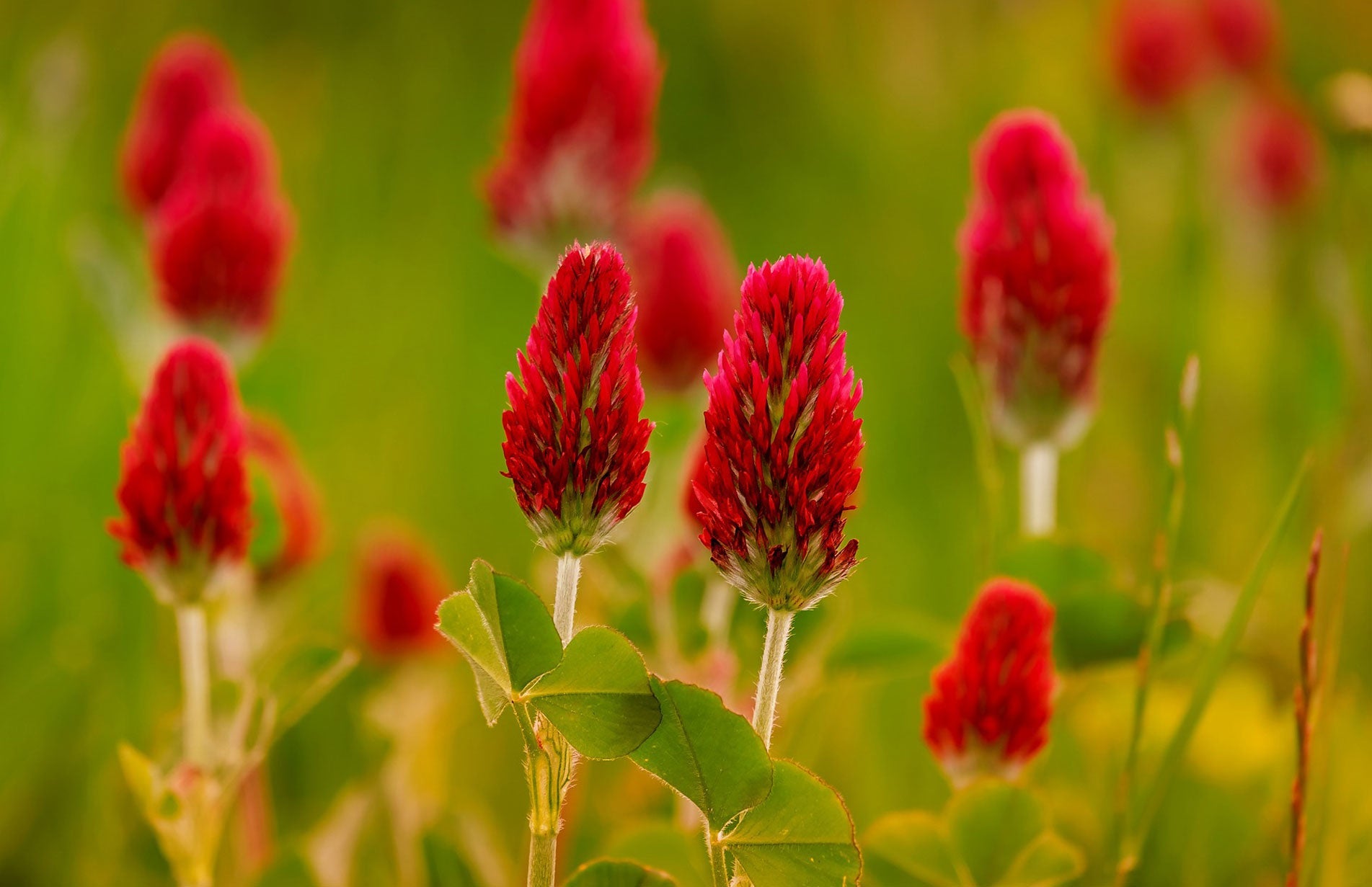 How to grow green manure to improve soil and prevent erosion 