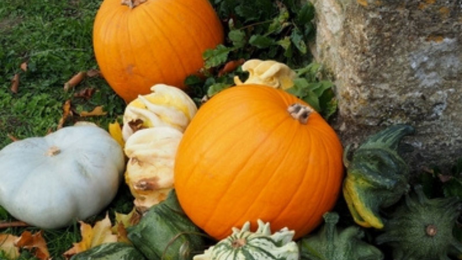 How to Harvest and Store Pumpkins