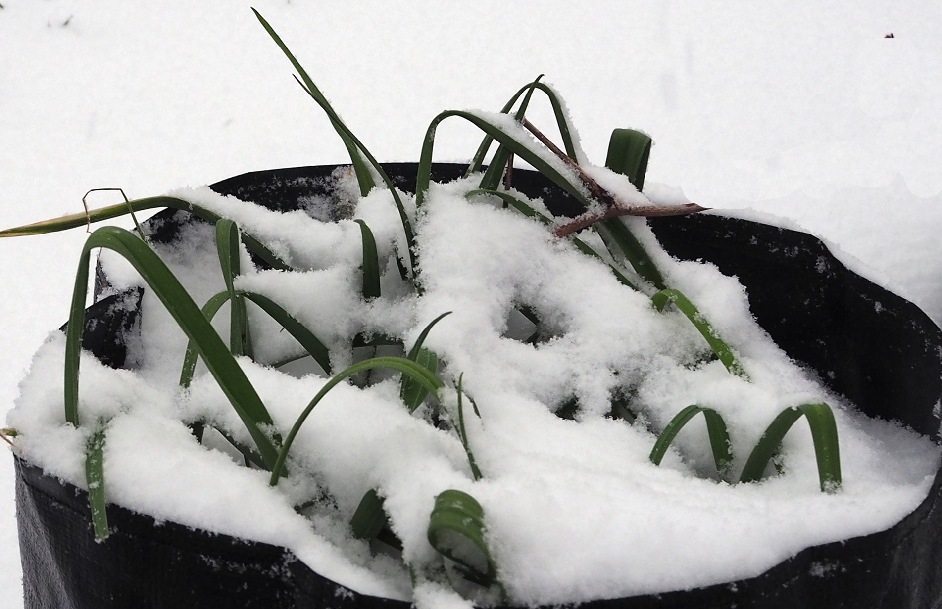 Haxnicks Gardening tips how to grow leeks the best way