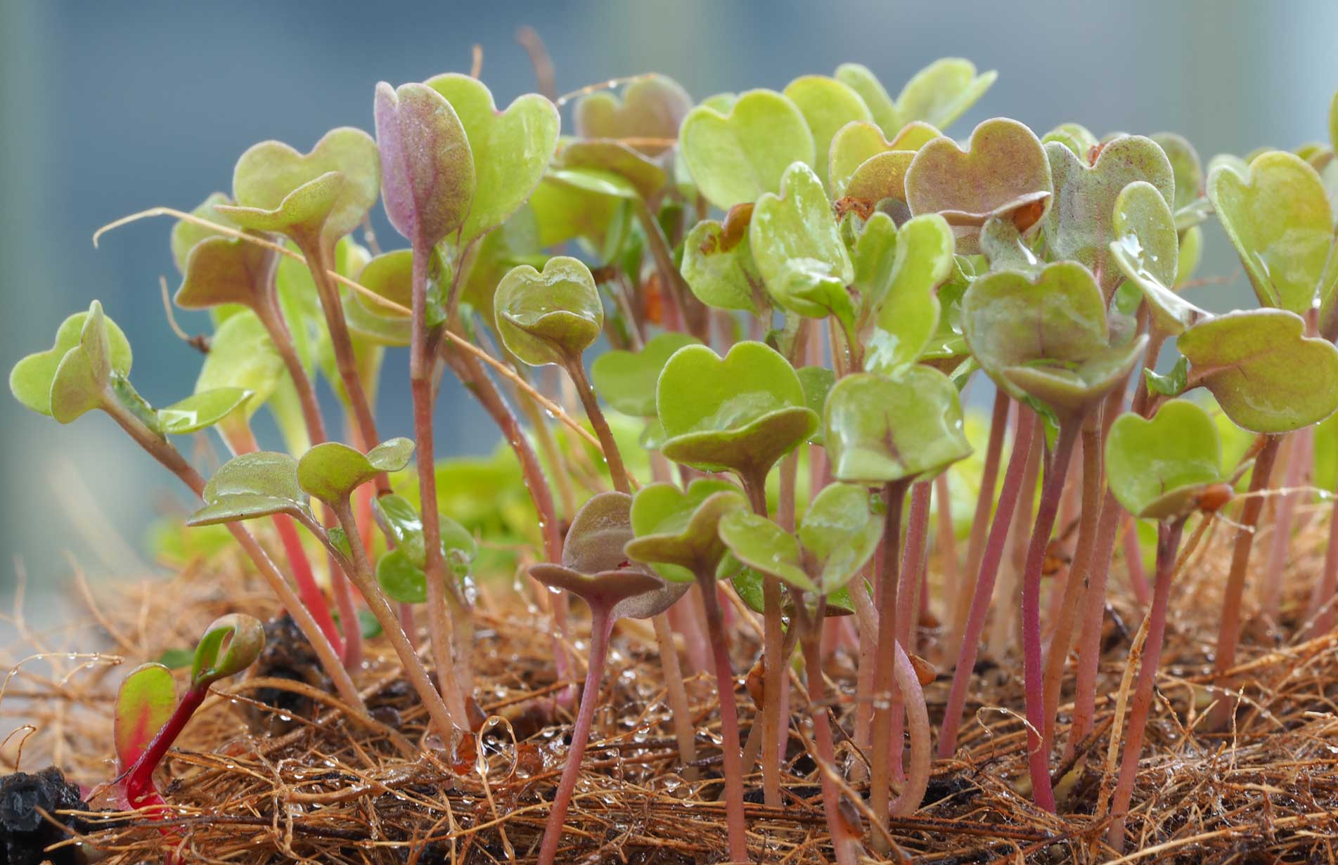 How to grow microgreens