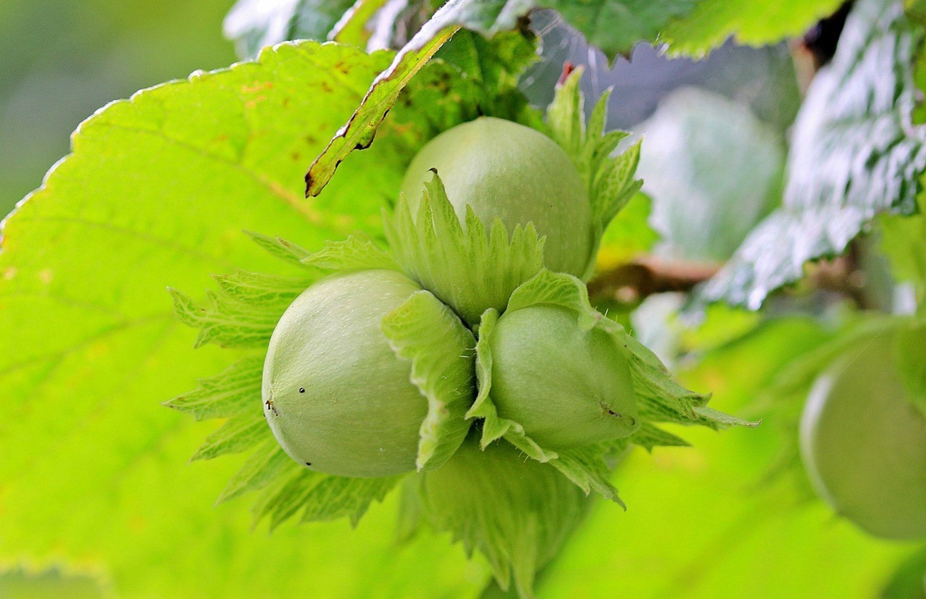 How to grow hazel trees, hazel bushes, hazel hedging and hazelnuts