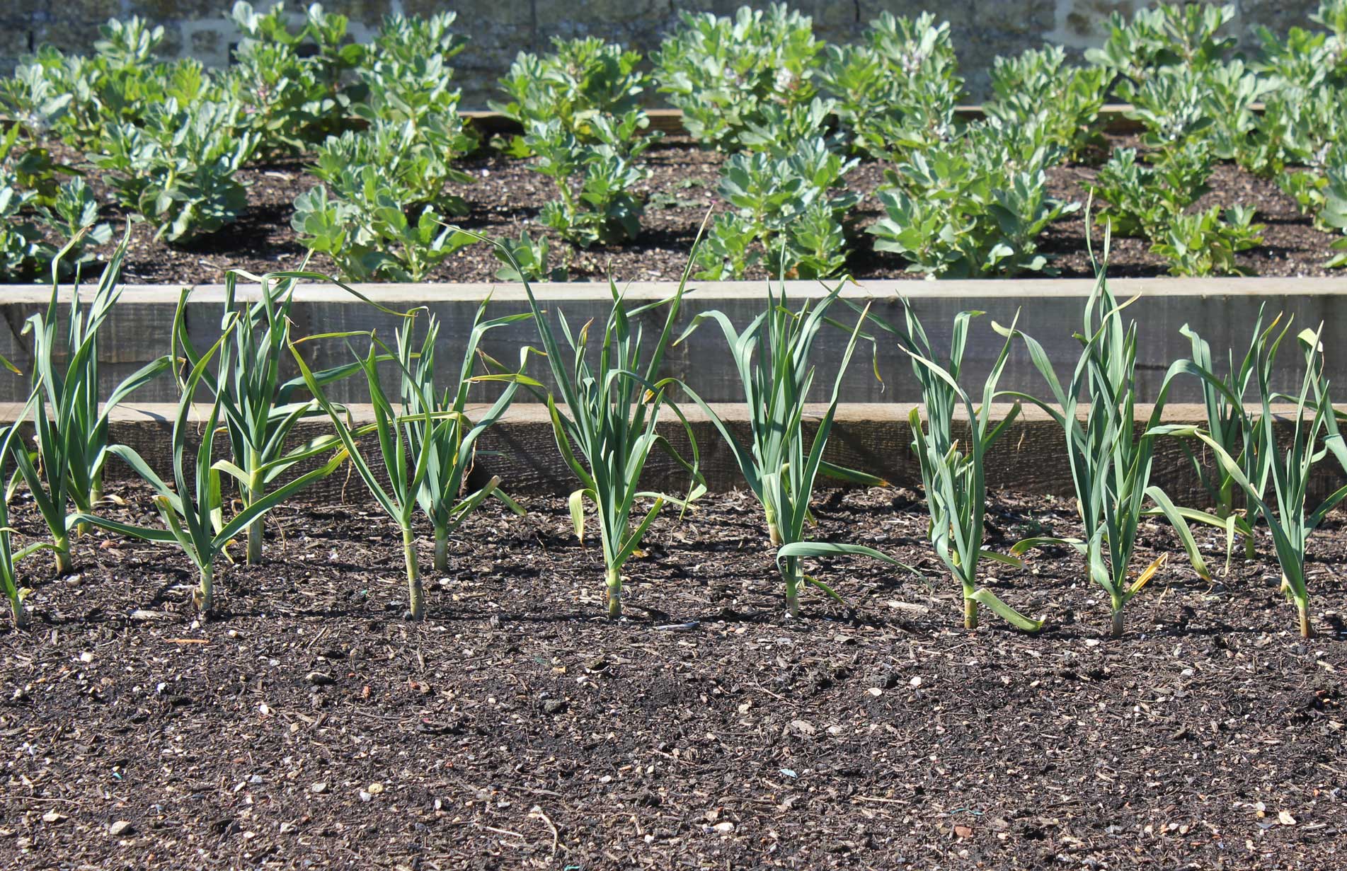 Haxnicks gardening advice how to grow onions form seed the best way