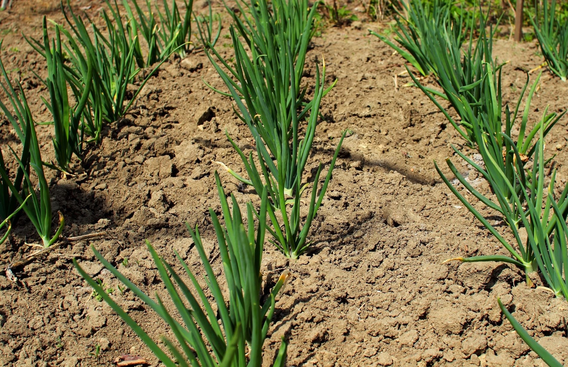 Onions growing in rows in the garden