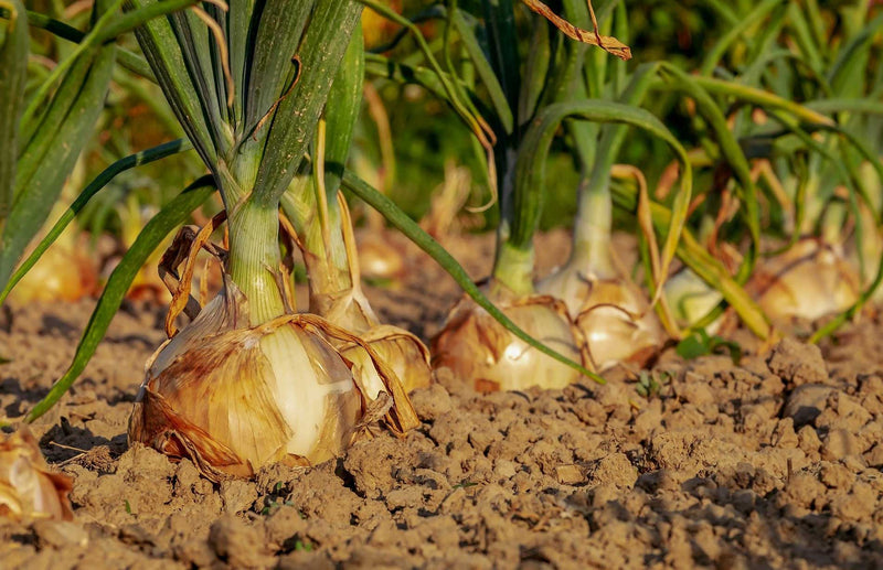 Haxnicks gardening advice how to grow onions from sets the best way