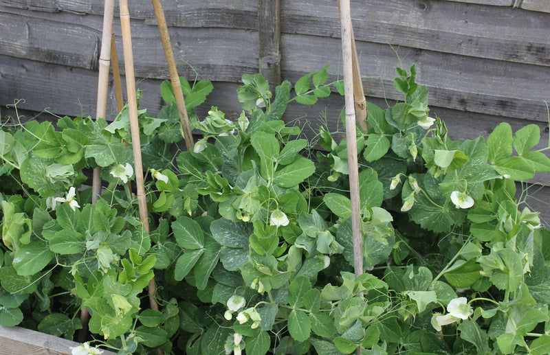 Haxnicks gardening advice how to grow peas the best way