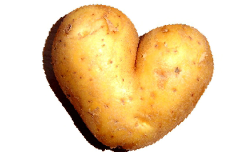 Haxnicks gardening advice how to grow potatoes the best way
