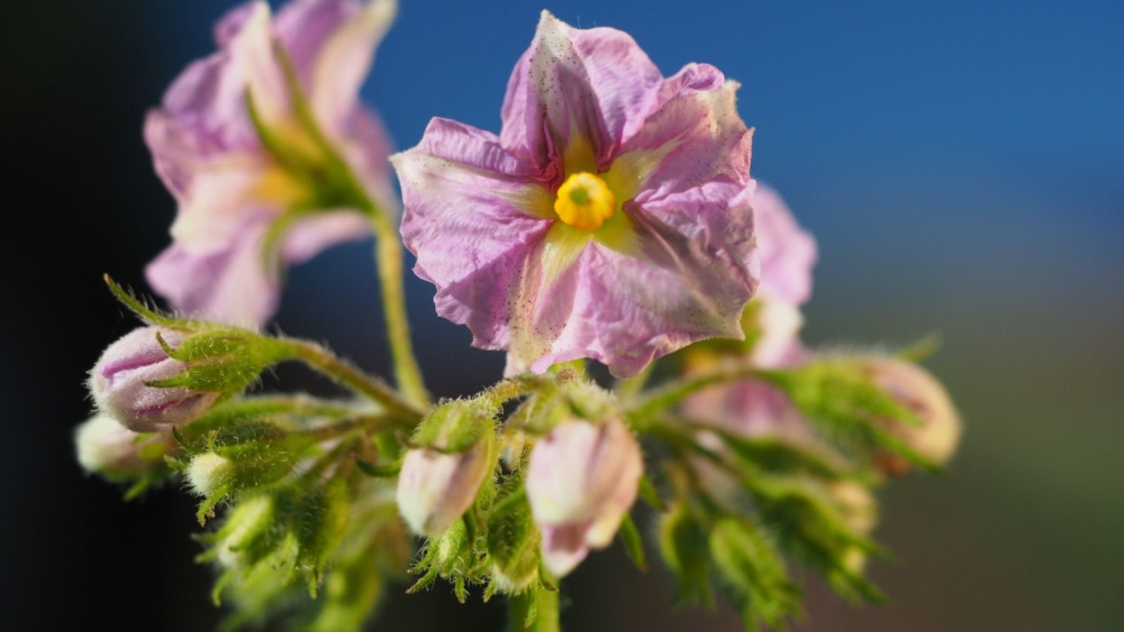 Potato growing in the garden - a step by step guide