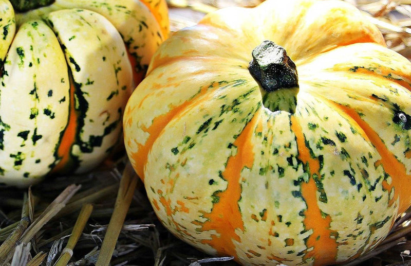Haxnicks gardening advice on how to grow pumpkins