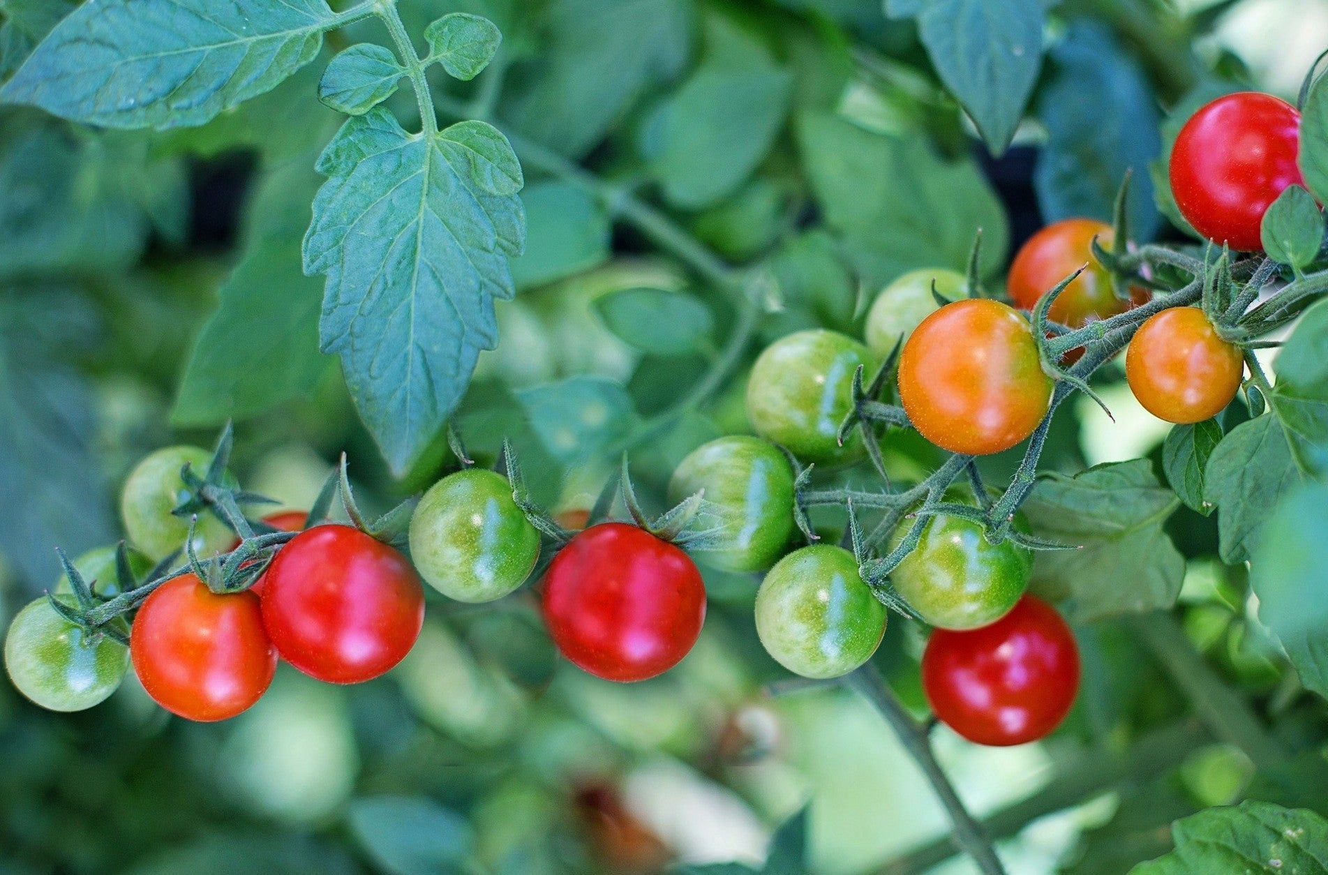 Haxnicks-growing tips- grow at home- how to ripen green tomatoes- how to grow tomatoes