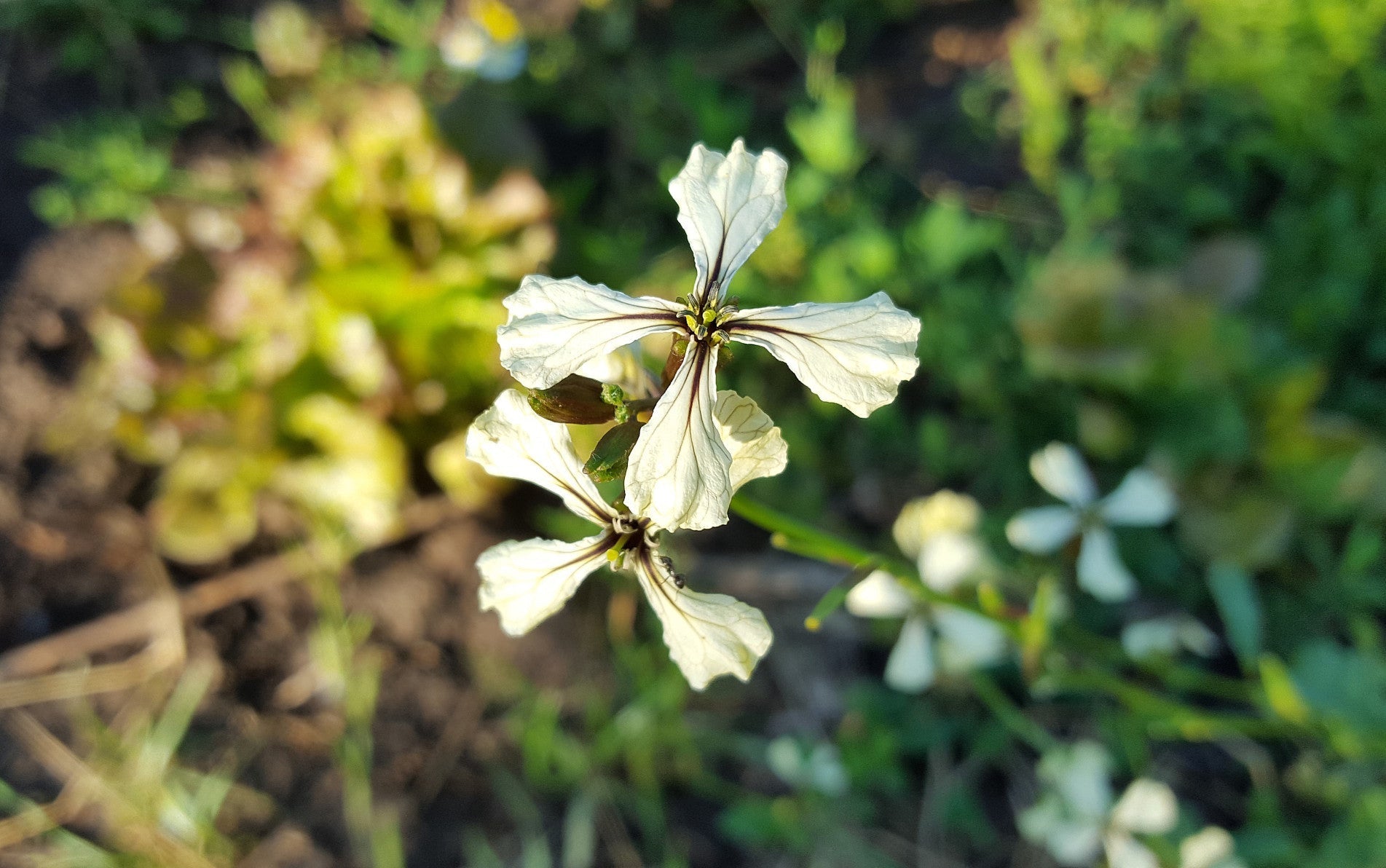 haxnicks- how to grow rocket- grow at home- growing rocket tips